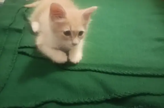 Missing cat , photo: Lost White Cat with Blue Collar in Irving