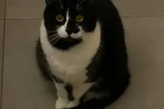 Chatte perdue à Niederhaslach : Kitana - photo