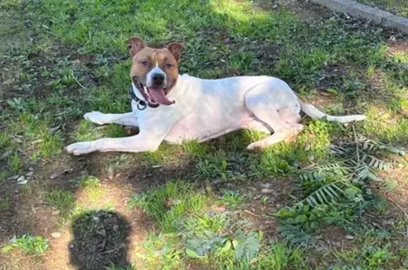 Perro Perdido: Blanco y Marrón en Sevilla