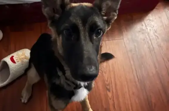 Lost Dog: Friendly Pup on Oak Plains Rd