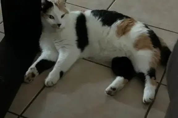Animaux perdus , photo: Chatte tricolore perdue à Galapian