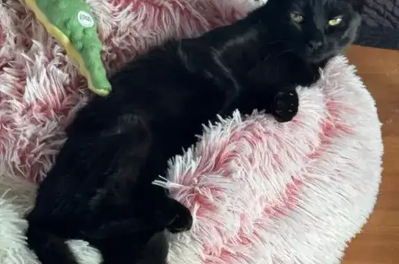 Gatita Perdida en Toledo: Cicatriz en Oreja