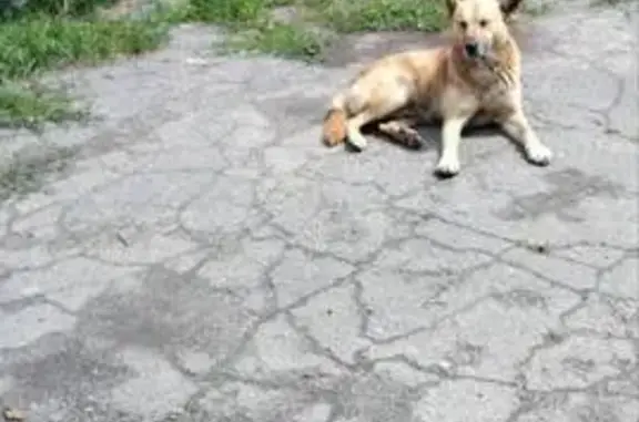 Вийшов на самовигул