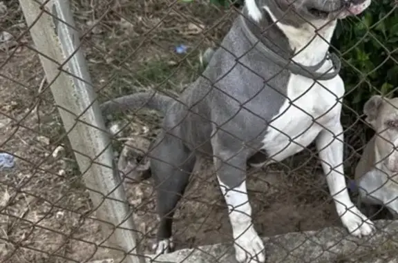 Pitbull Ceniza Perdida en Alcocera, Ayuda