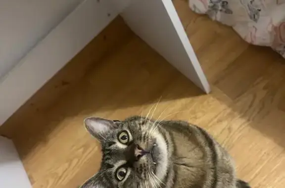 Animaux trouvés , photo: Chat trouvé à Pommeret, Bretagne