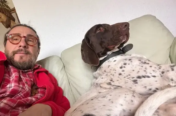 Cachorro Braco Alemán perdido en Torrente