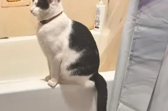 Missing cat Moss Point, photo: Lost Cat: White & Black, Briarwood Circle