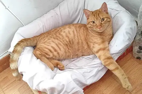 Gato amarillo responde al nombre de Agus o Aus si se encuentra porfavor llamar al 603851692 677015503