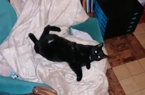 Chatte noire perdue, taches blanches, Lambersart - photo