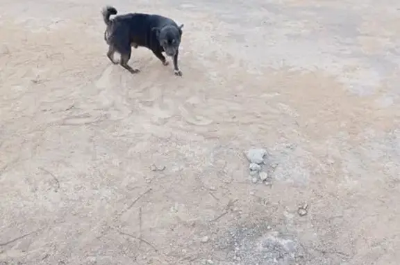 Perro Perdido en Murcia: Ayuda a Encontrarlo