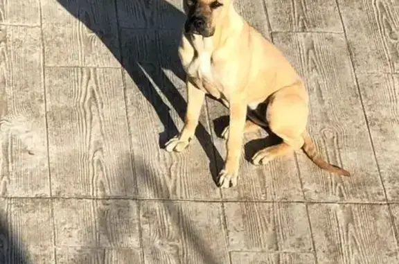 Perro Marrón Perdido en Vimbodí, Cataluña