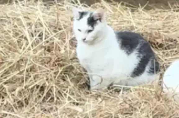 Animaux perdus Arradon, photo: Chaton gris-blanc perdu, Arradon, route Salette