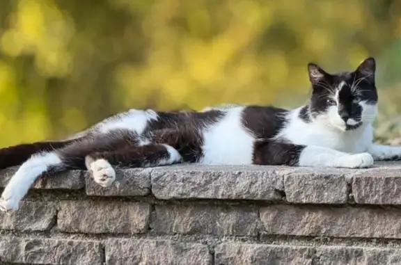 Chat perdu, , photo: Chat perdu à Vétraz-Monthoux : Jack craintif