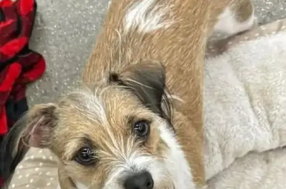 Lost Jack Russell-Chihuahua Mix in Orem