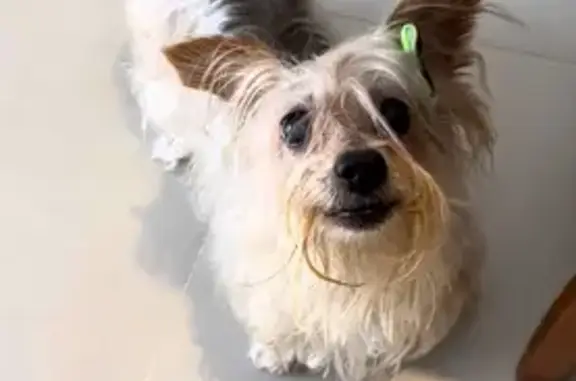 Cachorro encontrado Fêmea (brf002283) - photo