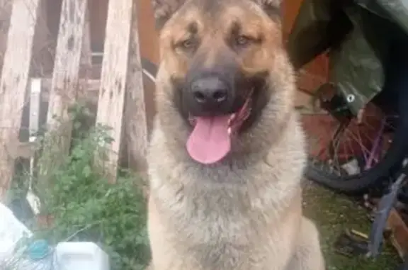 Animaux trouvés , photo: Chien Berger Belge trouvé à Hyères
