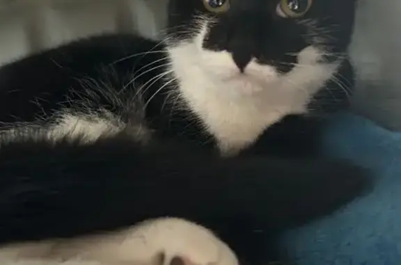 Animaux perdus , photo: Chatte perdue : Kitty, 6 mois, Gargenville