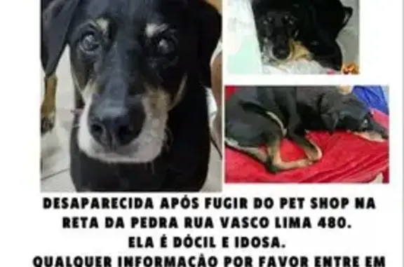 Cachorro perdido