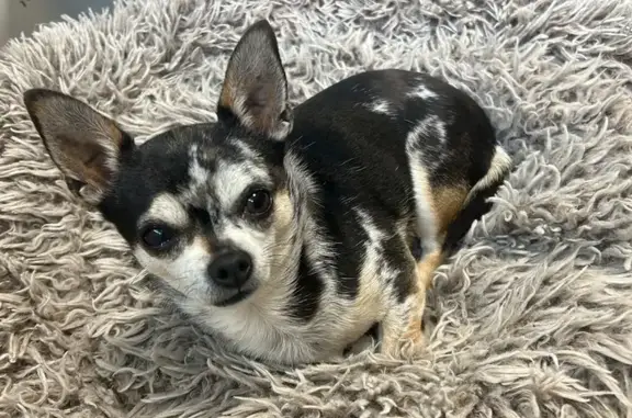 Chien perdu Biganos, photo : Chien noir tacheté perdu à Biganos