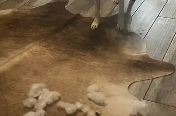 Missing Skittish Dog: NW 48th OKC