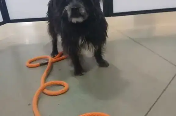 Lost Skittish Dog: Black & White, Phoenix