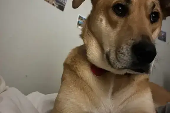 Lost Golden Dog: Purple Collar, Denver