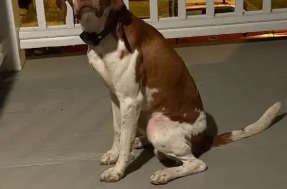 Lost: Friendly Pitbull & Pomeranian Duo