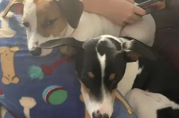 Lost Terrier: White/Black/Brown, Compton Rd