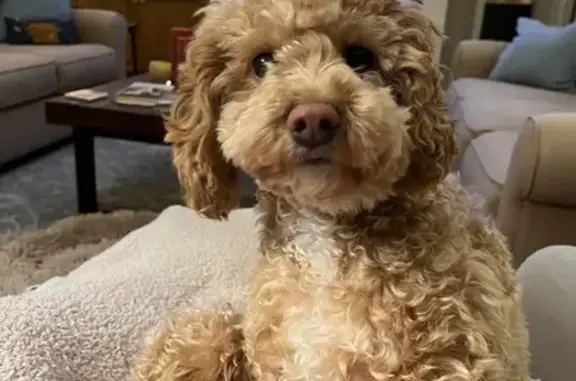 Lost Cockapoo: Carmel Color, Leawood