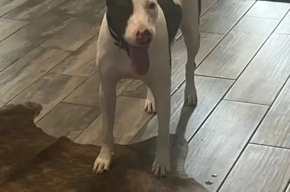 Lost White Catahoula Mix on Robinson Ave