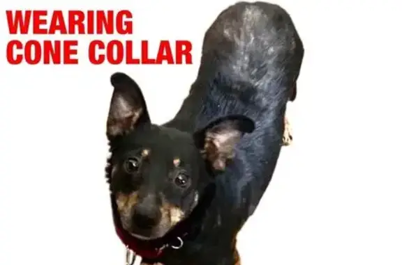 Missing dog , photo: Lost Dog in Indian Hills: Black Pincher/Chi Mix