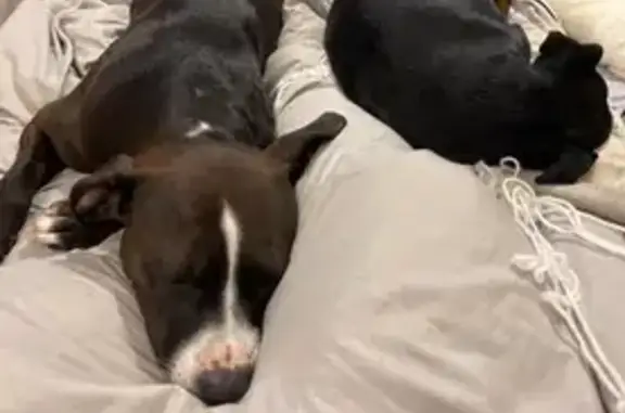 Friendly Lost Dog in Moore, OK - Help!