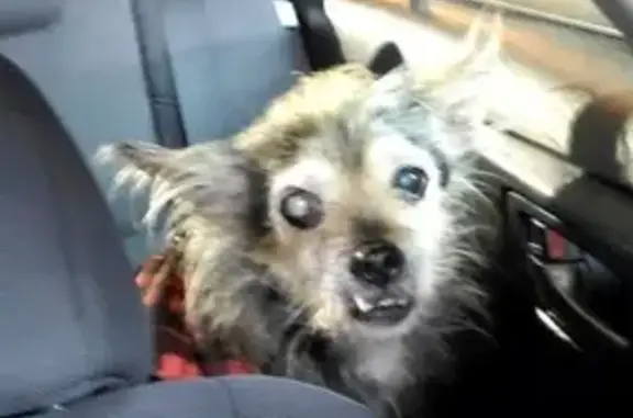 Lost Dog Moses: Elderly, Blue Vest, Little Rock