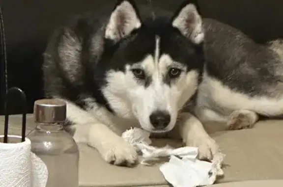 Animaux perdus , photo: Husky noir et blanc perdu à Louvigné