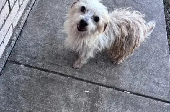 Found pets Dallas, photo: Found Terrier Mix on Tierra Drive, Dallas
