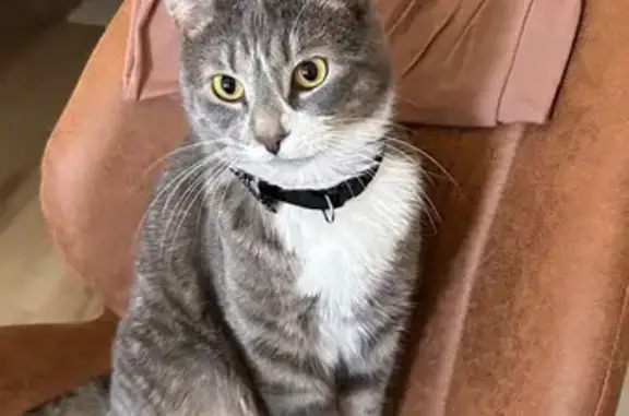 Missing cat , photo: Lost Grey Tabby Cat Near I-35, Lacy Lakeview
