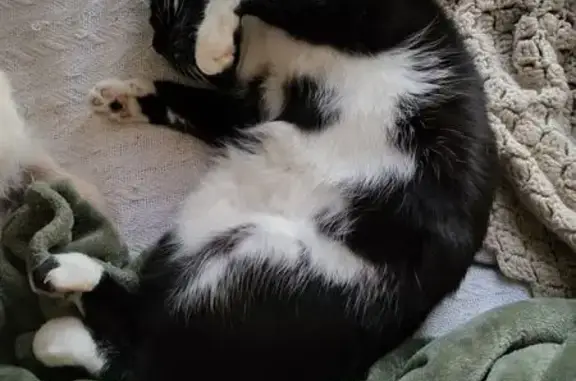 Lost Tuxedo Cat: Friendly Male in Dover
