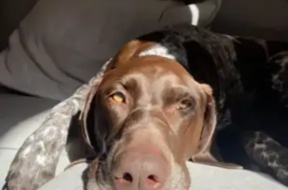 Lost Dog: Friendly Cookie on Younger Ave