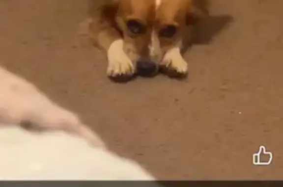 Lost Dog Oklee: Friendly, Calm, $100 Reward