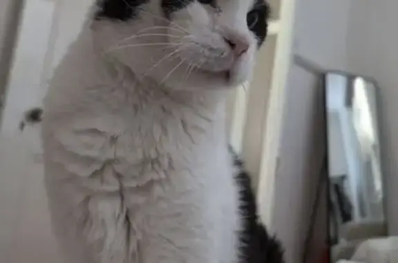 Scar on face on the right side of face black and white long hair cat. Very affectionate and approachable. Kind and calm. Old boy.