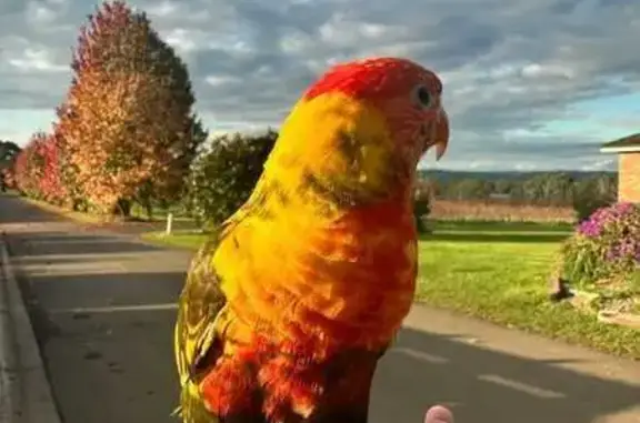 Help Find Squeaky: Friendly Lost Bird