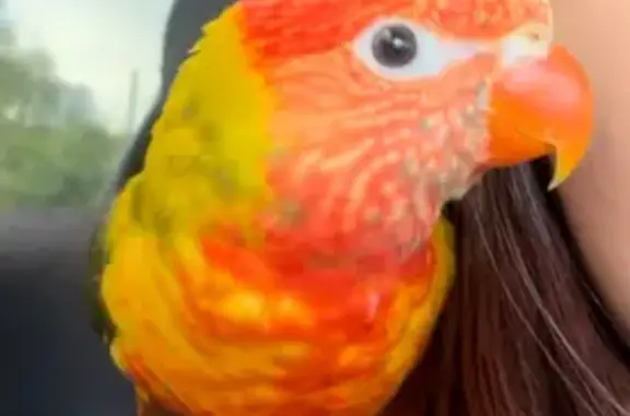 Lost Parrot: Bright Colors & Loves Kisses