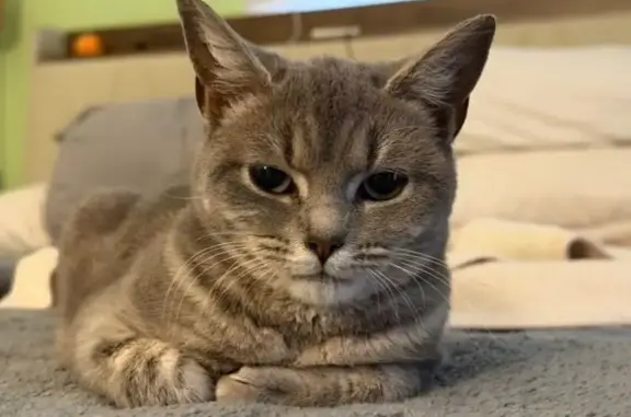 Help Find Zara: Missing Cat in Chester, VA