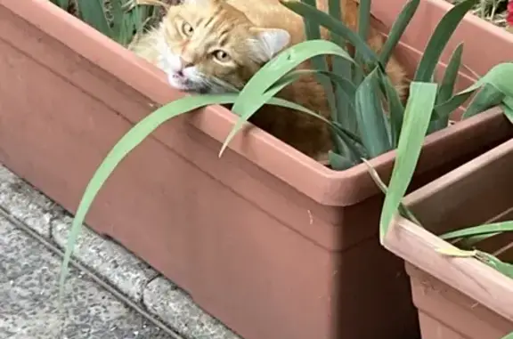 Help Find Pumpkin: Lost Ginger Cat