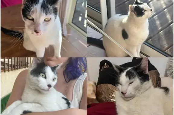 Chat perdu à Théza : Aidez-nous à le retrouver - photo