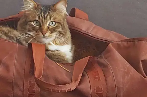 Animaux perdus Mittelhausbergen, photo: Chat Sibérien perdu à Mittelhausbergen