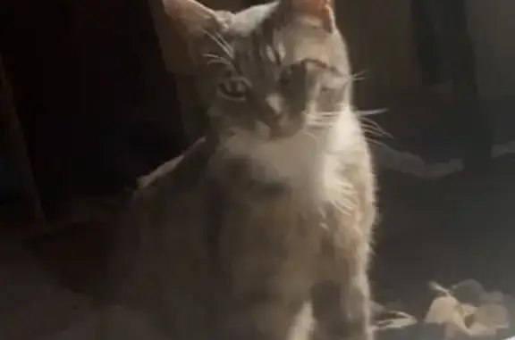 Animaux perdus Cartignies, photo: Chat perdu : Gris/blanc, yeux verts, Cartignies