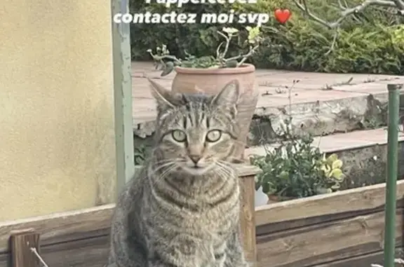 Chat perdue Yuka, queue enroulée, Occitanie - photo