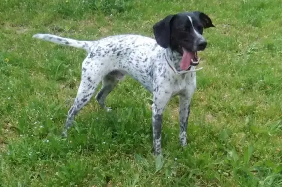 Perro Perdido en Nonaspe: Pichón, 11 Años