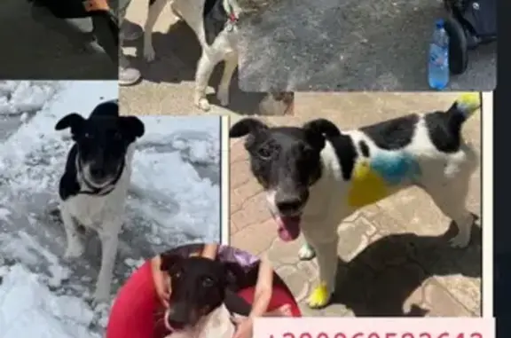 Зник фокстерьєр: триколор, особливі прикмети